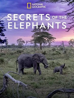Secrets of the Elephants